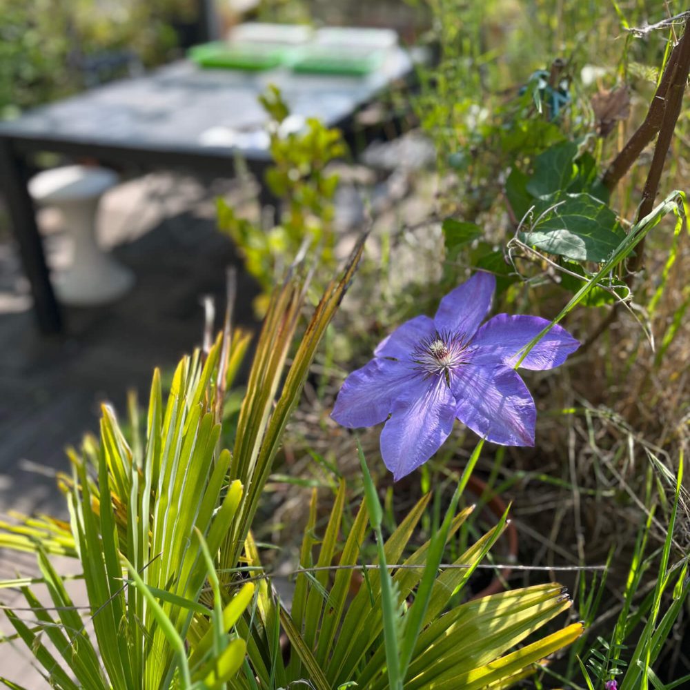 Gros plan sur l'une des très belle fleur du jardin terrasse de cette maison loft avec extérieur, dans d'anciens ateliers, entre le Parc de Belleville et Jourdain à Paris 20. Une vente assurée par Patrice Juin chez 21juin.immo