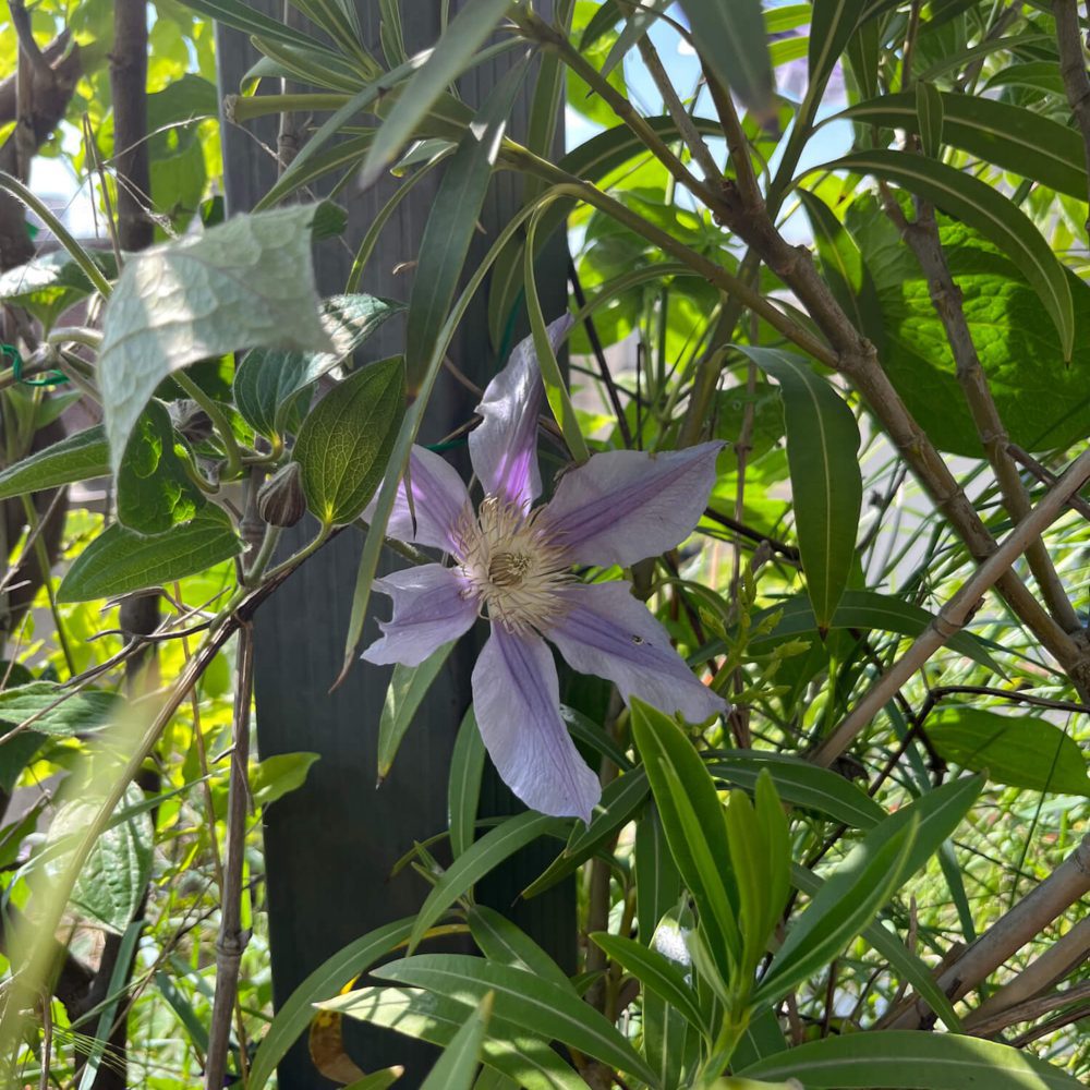 l'une merveilleuse fleur du toit jardin terrasse de maison rare à Paris 20. Dans d'anciens ateliers de menuiserie, dans le coeur historique des faubourgs de Belleville, près de Jourdain. Un bien en vente chez immobilière 21JUIN. Patrice Juin